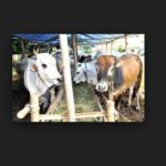 Harga Hewan Qurban