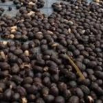 Kopi Termahal Kopi Black Ivory